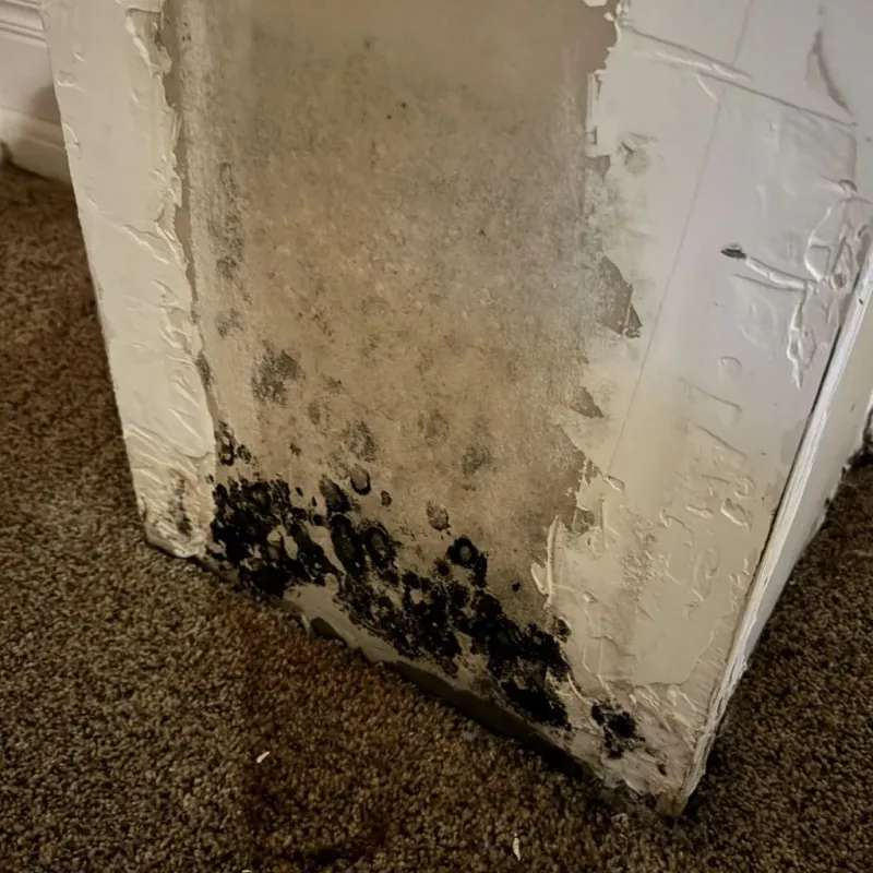 Professional Mold Removal in Lynwood, IL